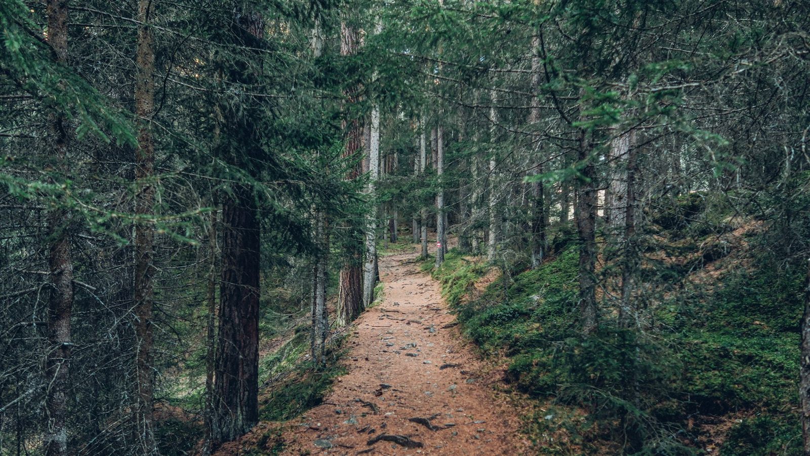 Shady forest trail through the pine woods around Graz